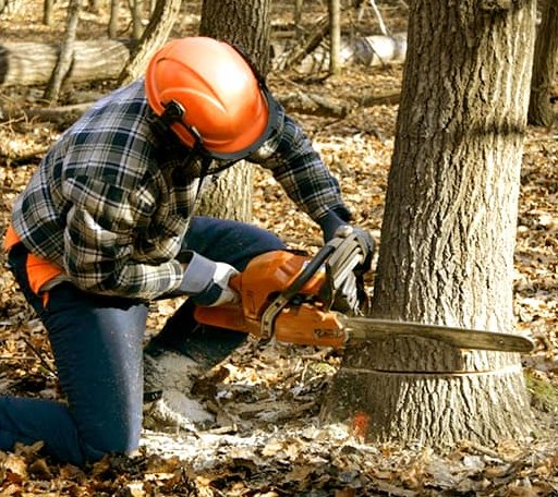 Tree Removal in Middlebrook, VA